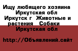 Ищу любящего хозяина - Иркутская обл., Иркутск г. Животные и растения » Собаки   . Иркутская обл.